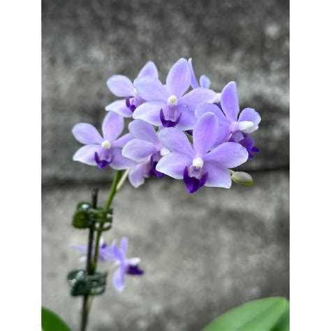 紫式部 蘭花|紫式部還是很有魅力的! 雙花梗, Phal. Tzu Chiang Sapphire 